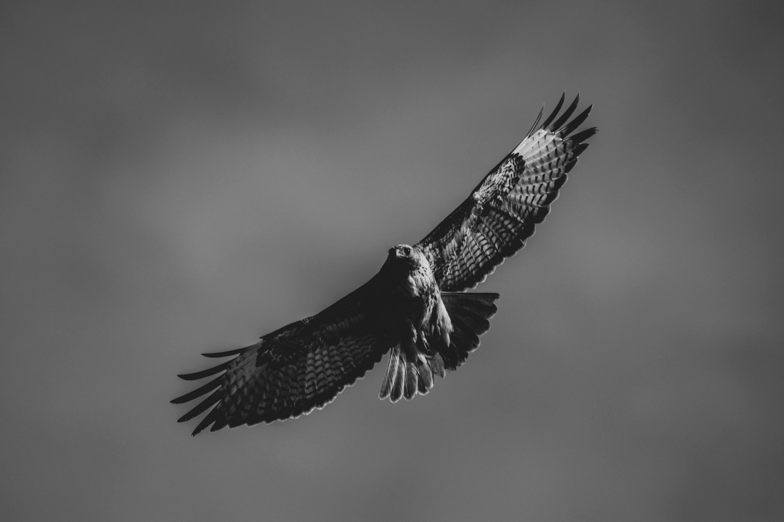 Sovereign Skies